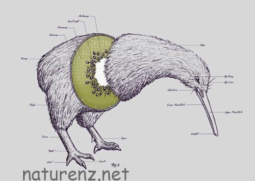 国鳥キーウィの名の由来 キーウィフルーツに似てる Vs 鳴き声 Nature ニュージーランド
