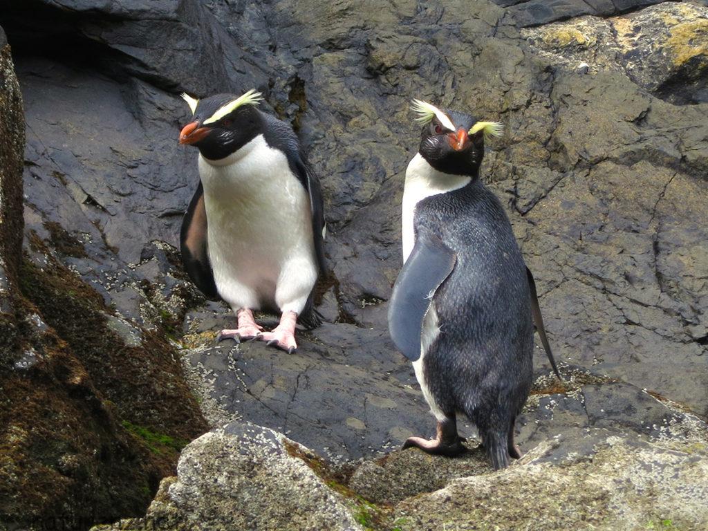ペンギン王国ニュージーランド Nz旅行中に見れるペンギン4種類 Nature ニュージーランド