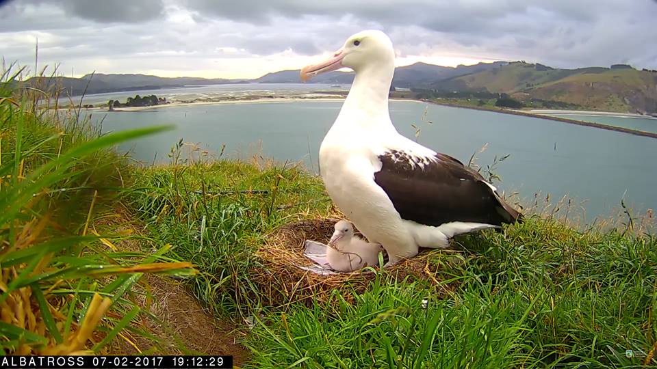 再生回数60万 アルバトロス アホウドリ の子育てを見守るライブカメラが大人気 Nature ニュージーランド