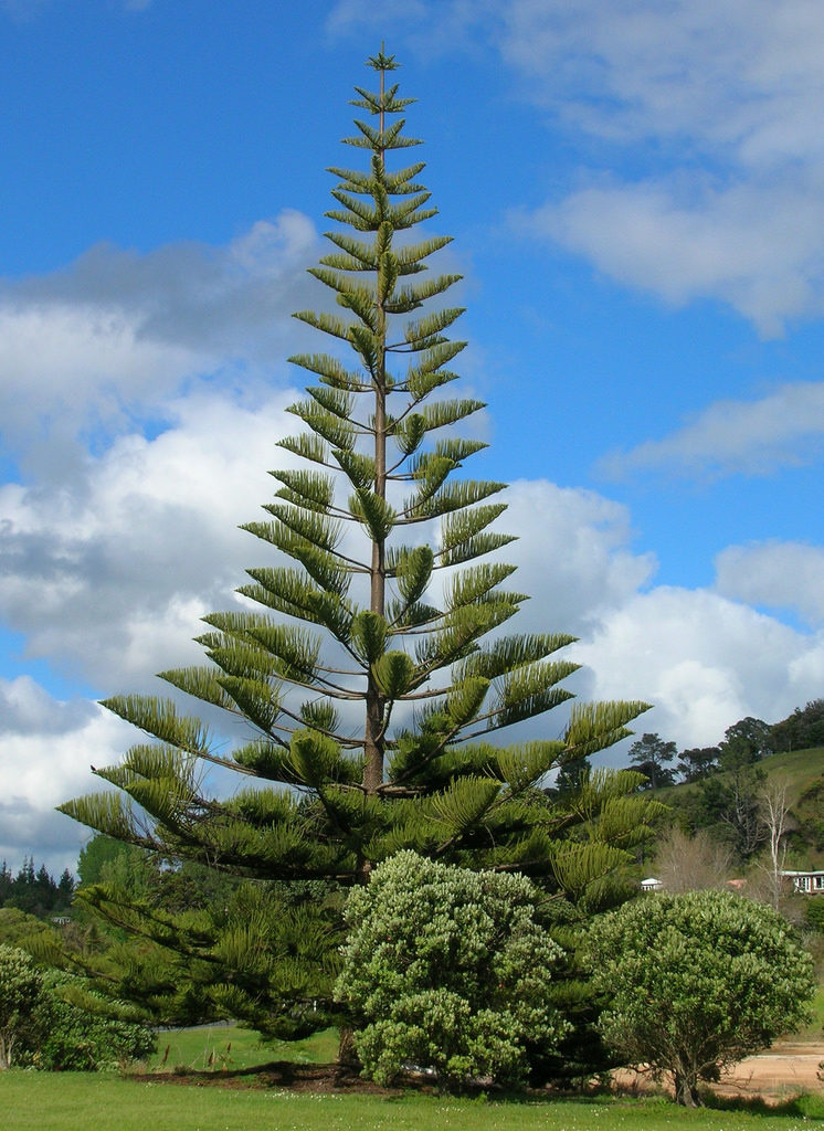 てっぺんに マーク クリスマスツリーみたいな木の名前は Nature ニュージーランド