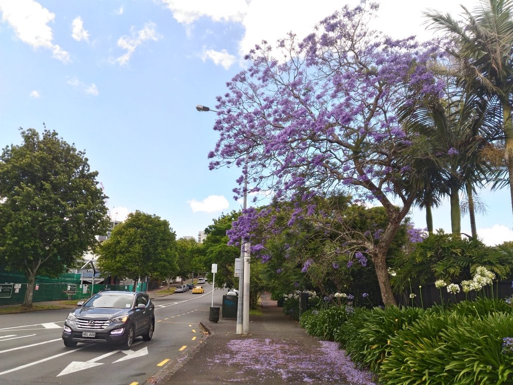 ニュージーランドの夏に咲く 青色の花が満開の木の名前は Nature ニュージーランド