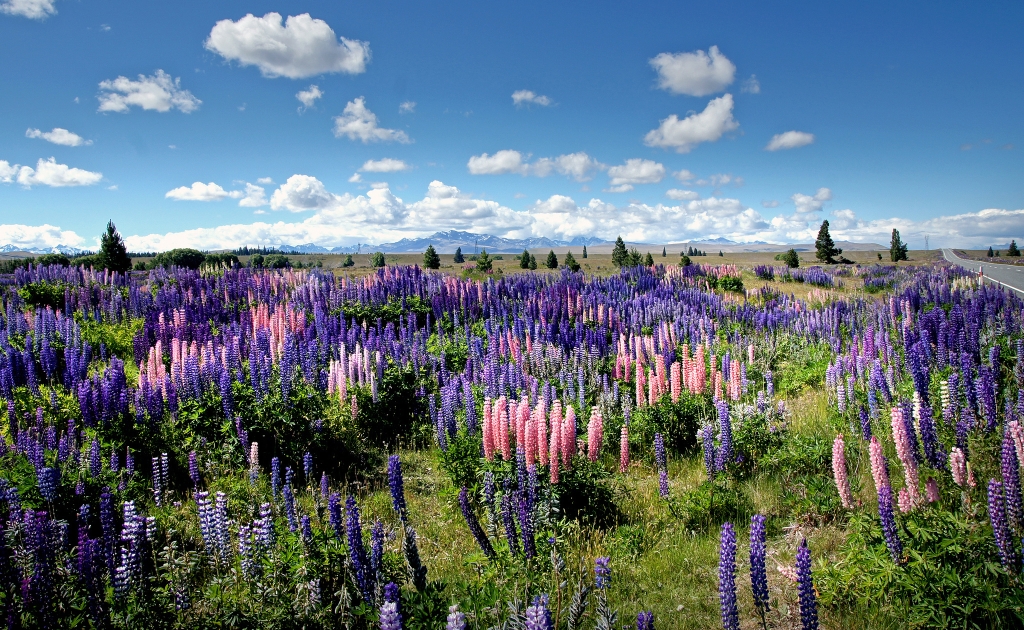 美しいルピナスの花が駆除の対象！？NZでルピナスが嫌われている理由とは。 | NATURE ニュージーランド