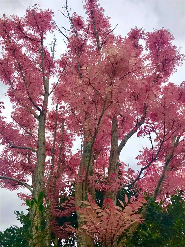 春先のnzで見かける ピンクの葉がキレイな木はなんて名前 Nature ニュージーランド