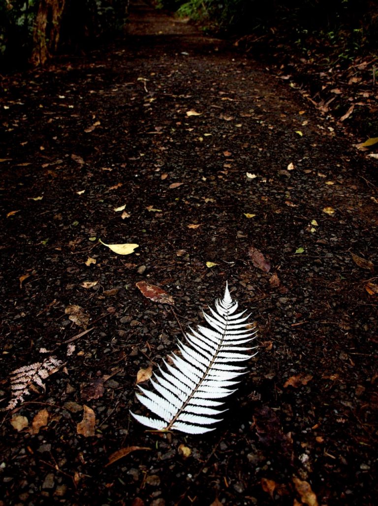 NZの象徴と扱われるシダ「シルバーファーン」の見事な生命力 NATURE ニュージーランド