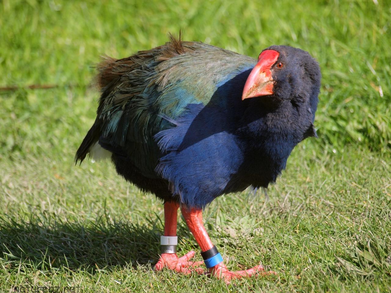 50年間絶滅していた Nzの飛べない鳥 タカへの再発見物語 Nature ニュージーランド