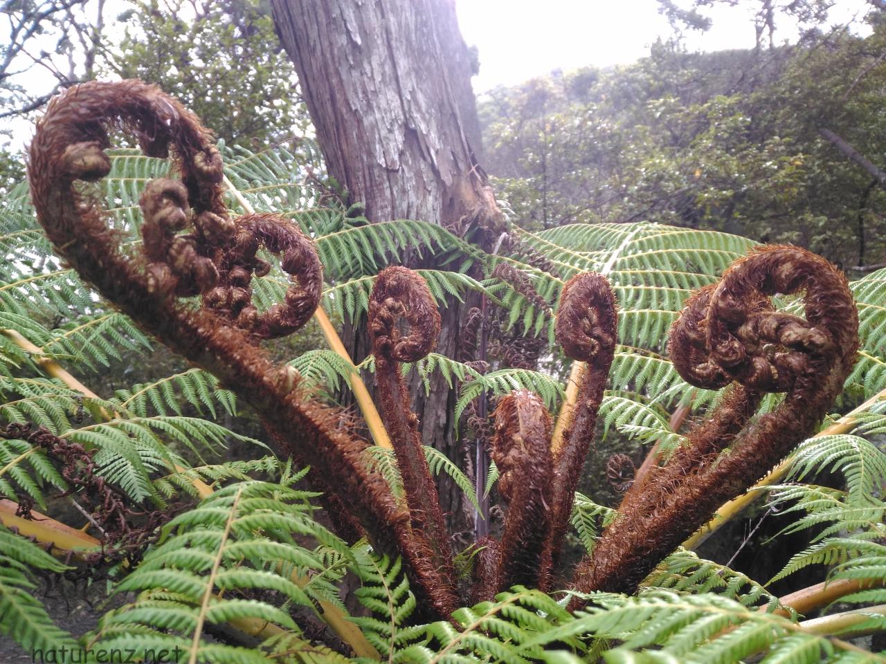 Nzの象徴と扱われるシダ シルバーファーン の見事な生命力 Nature ニュージーランド