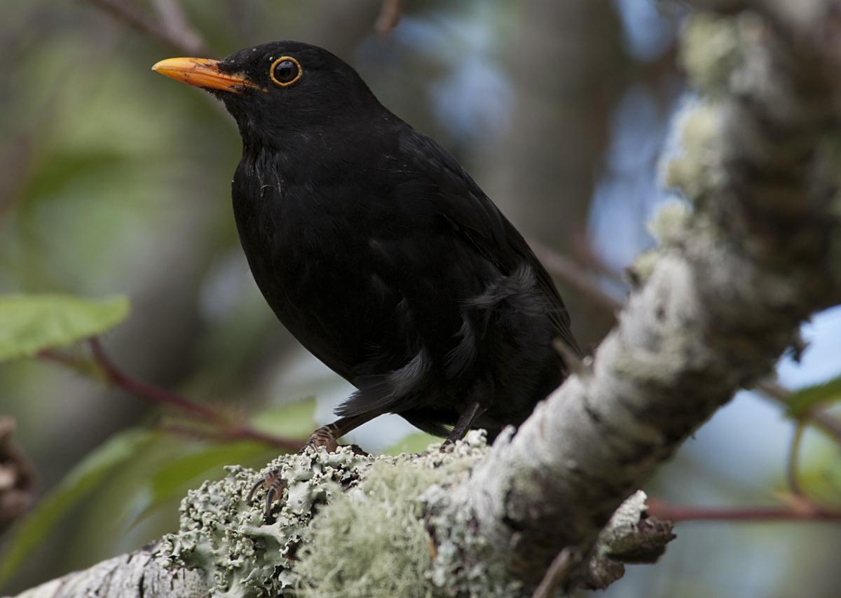 街中で見かける黒い鳥 名前は何て言う Nature ニュージーランド