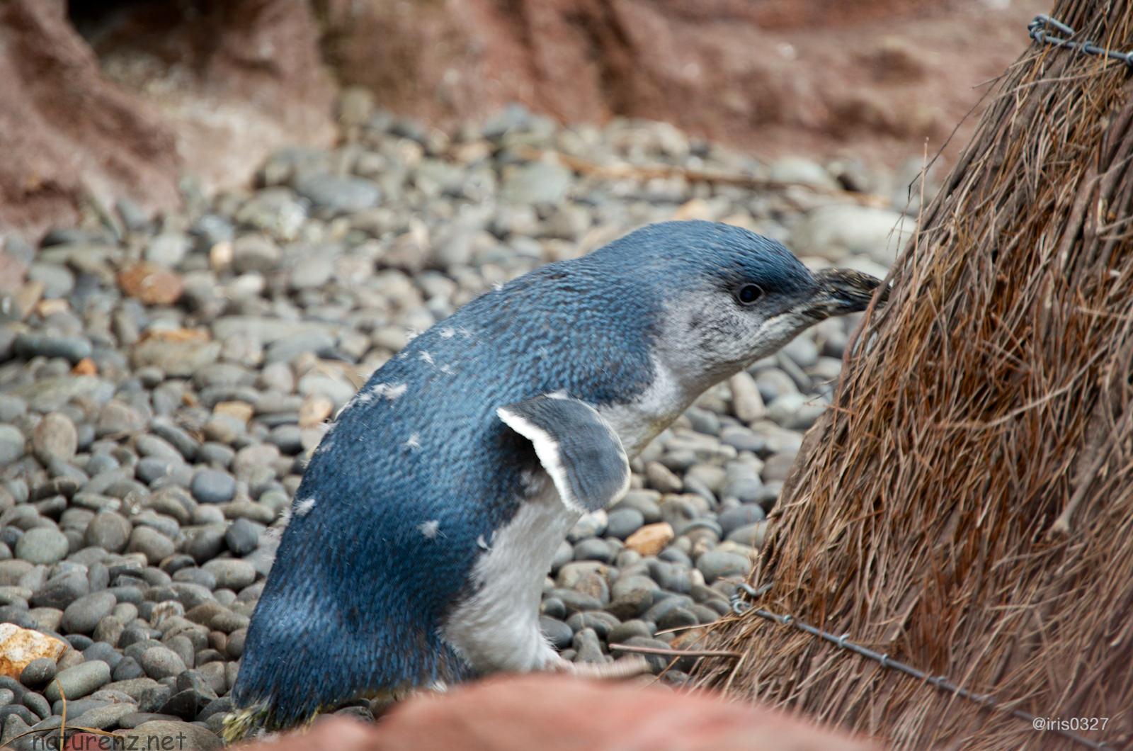 最新調査 ワイヘケ島でブルーペンギンのヒナが40羽確認される Nature ニュージーランド