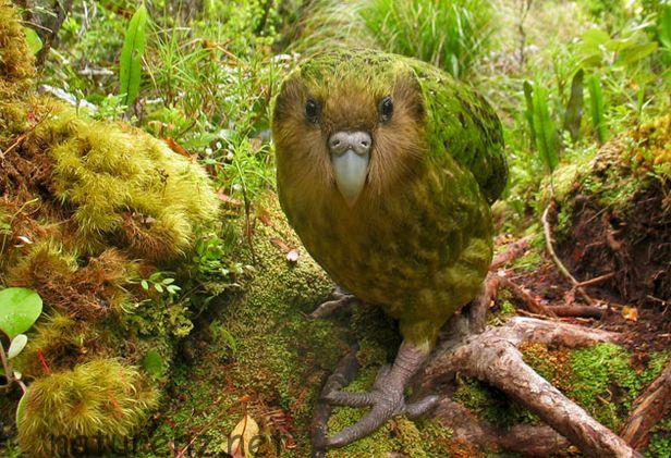 ニュージーランドの 飛べない鳥 全5種類を写真で紹介 世界でここだけのユニークな鳥たち Nature ニュージーランド