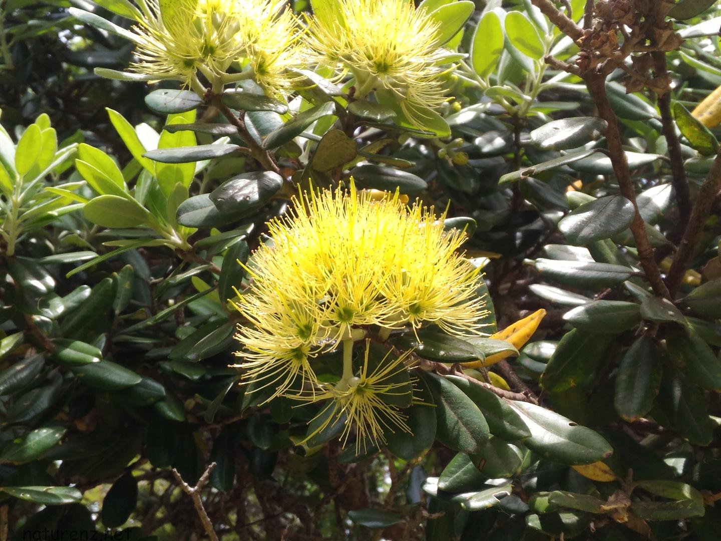 これはレア 黄色い花を咲かせるポフツカワ クリスマスツリー Nature ニュージーランド