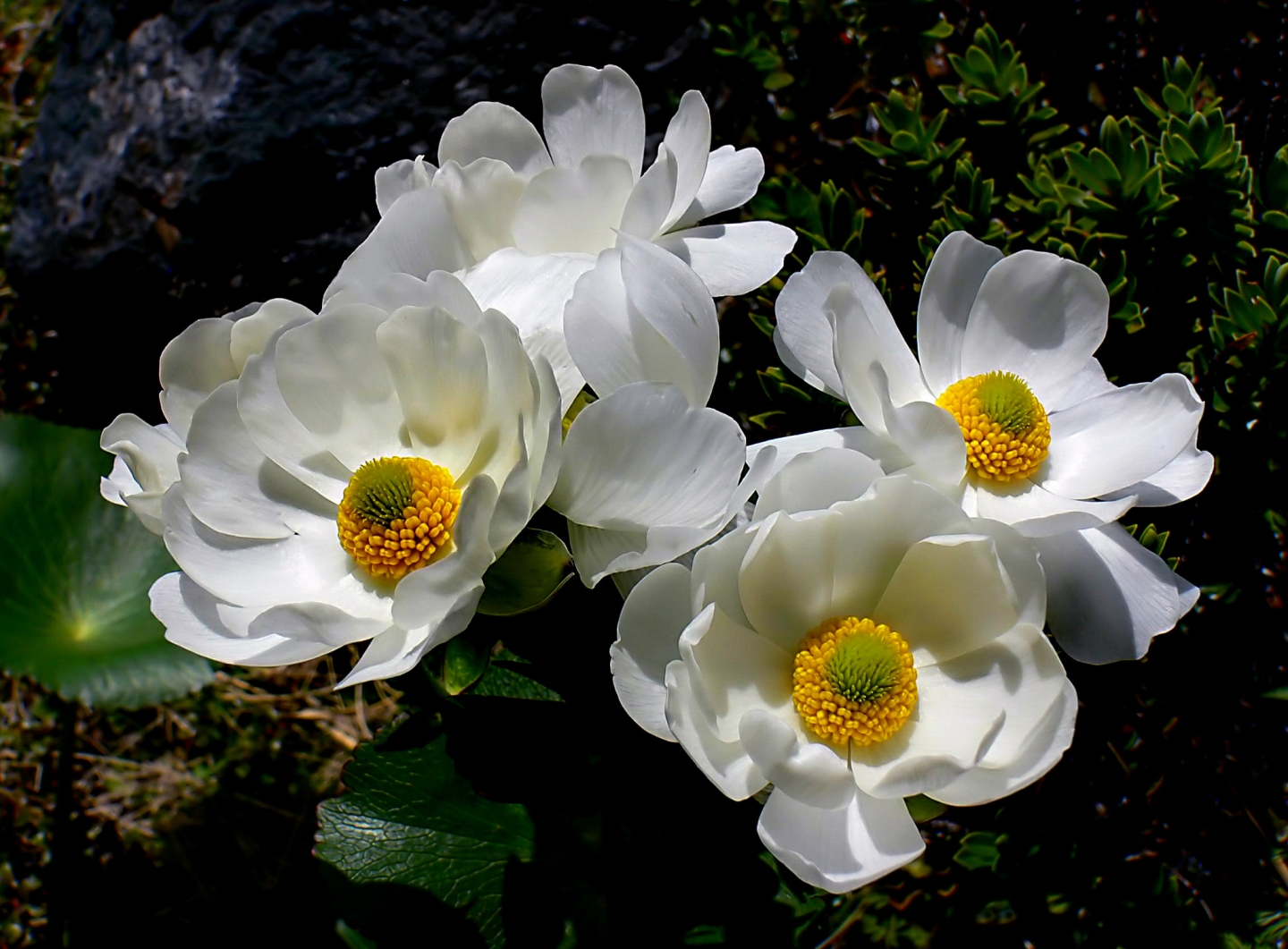 Nzの花はなぜ白い 花の色が教えてくれる 知られざるnzのヒミツ Nature ニュージーランド