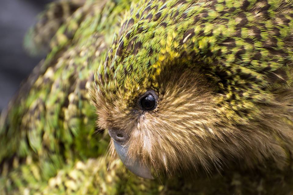 また一歩 絶滅から回避 Nzの飛べないオウム カカポ のかわいい最新映像 Nature ニュージーランド
