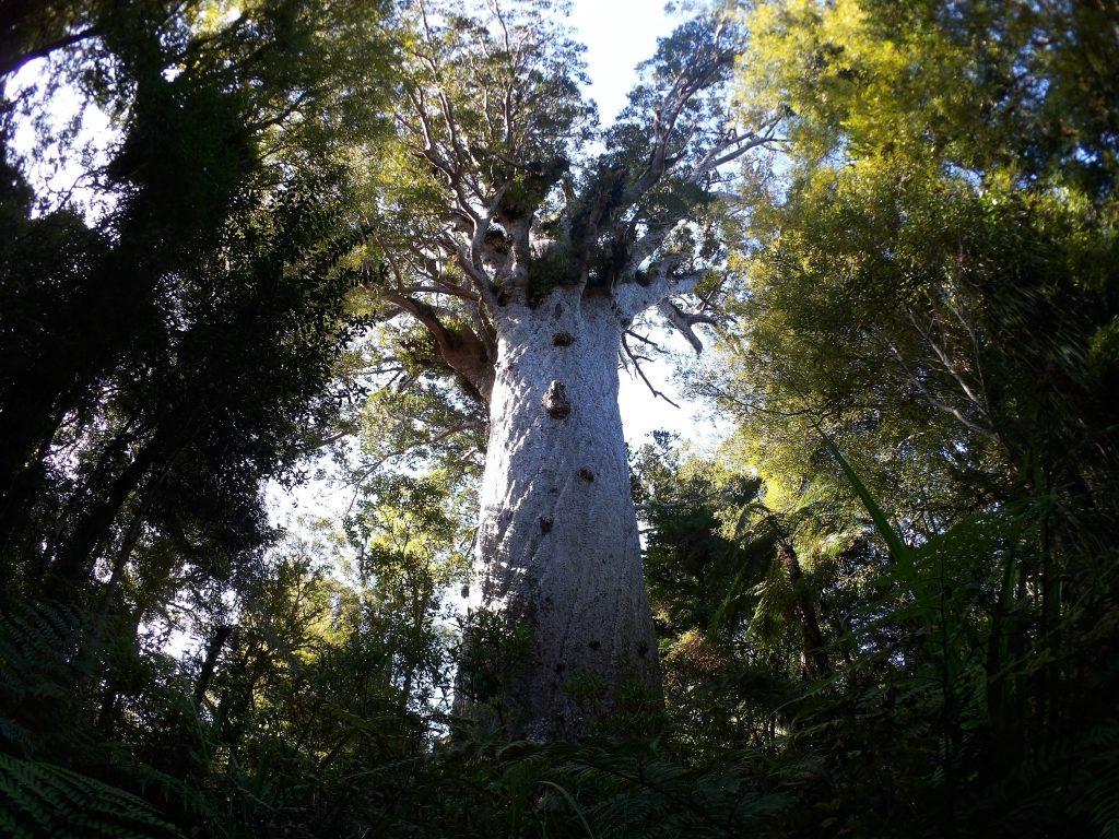 ニュージーランドの巨木 カウリ の 知られざる10の魅力 Nature ニュージーランド