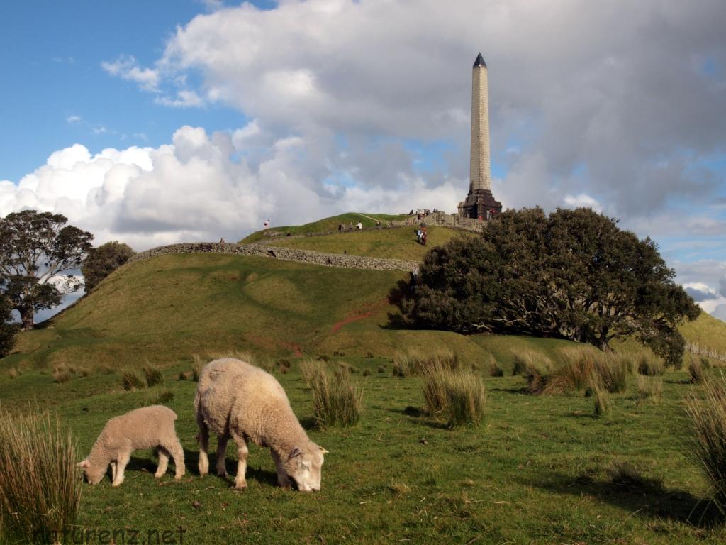 羊と記念撮影もできる ワンツリーヒルで見どころ満載のトレッキング Nature ニュージーランド
