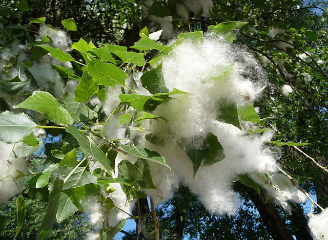Nz この植物は何だろう 街中に降るコットン ふわふわ白い綿は誰の落し物 Nature ニュージーランド