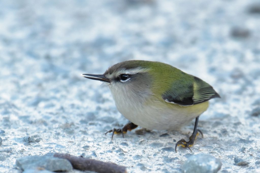 保存版 ニュージーランドの鳥の名前 英語 マオリ語 日本語リスト Nature ニュージーランド