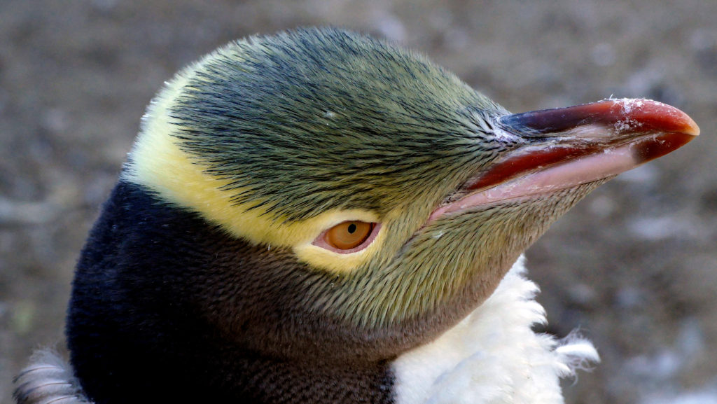 無料で野生のイエローアイド キガシラ ペンギンが見れるスポット５選 Nature ニュージーランド