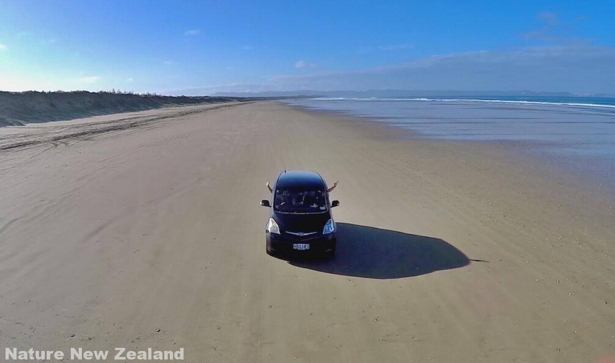 実証 砂浜の高速道路 90マイルビーチは普通車で走れるのか Nature ニュージーランド