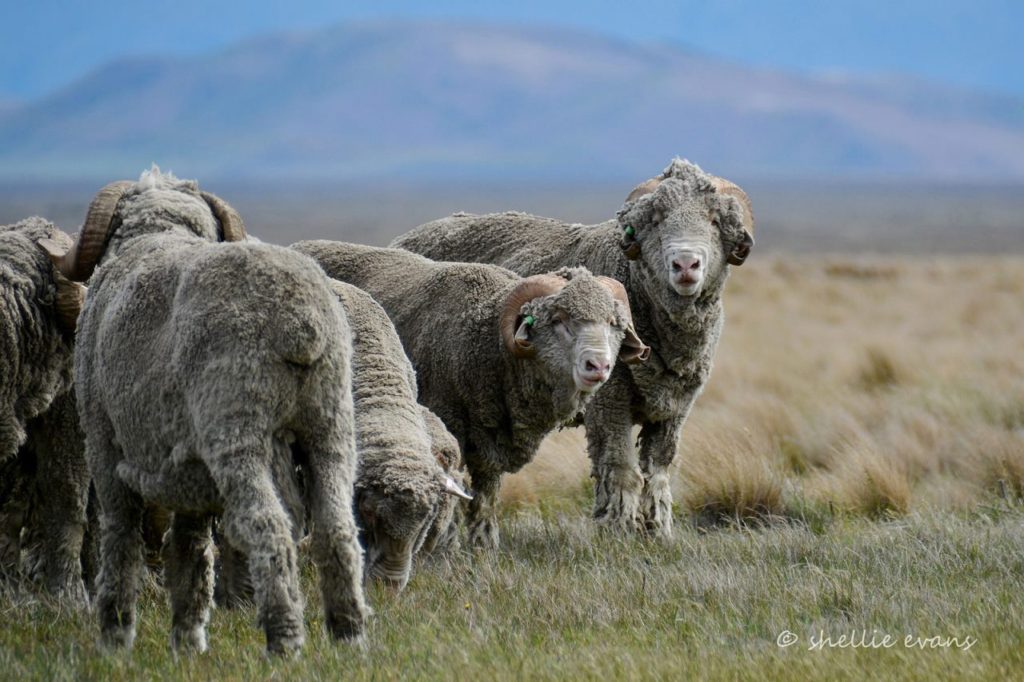 ニュージーランドに一番最初に放たれた羊は アレ を食べて中毒死 一体何を食べた Nature ニュージーランド