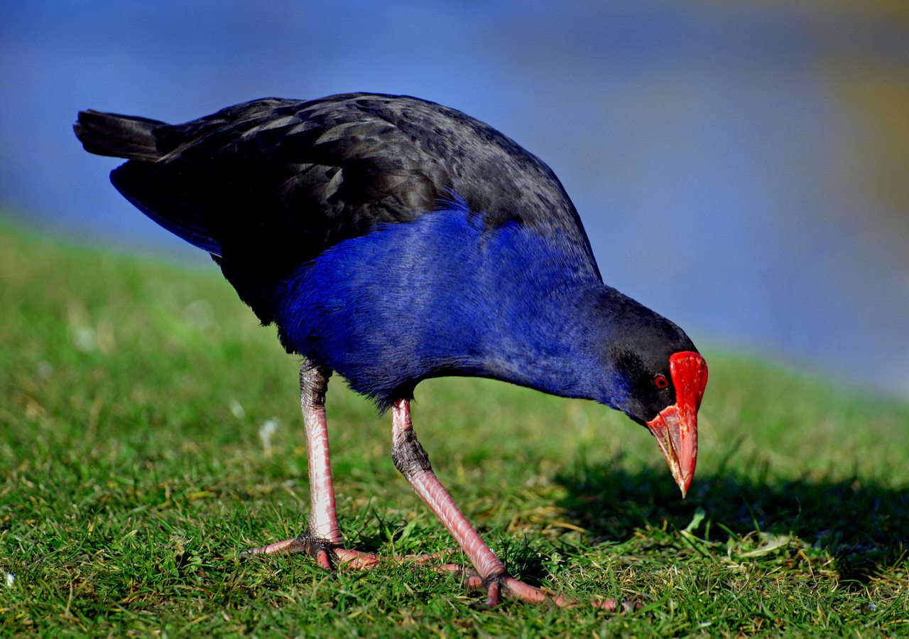 赤い嘴に青い羽 ニュージーランドの鳥 プケコ の面白い小話７選 Nature ニュージーランド