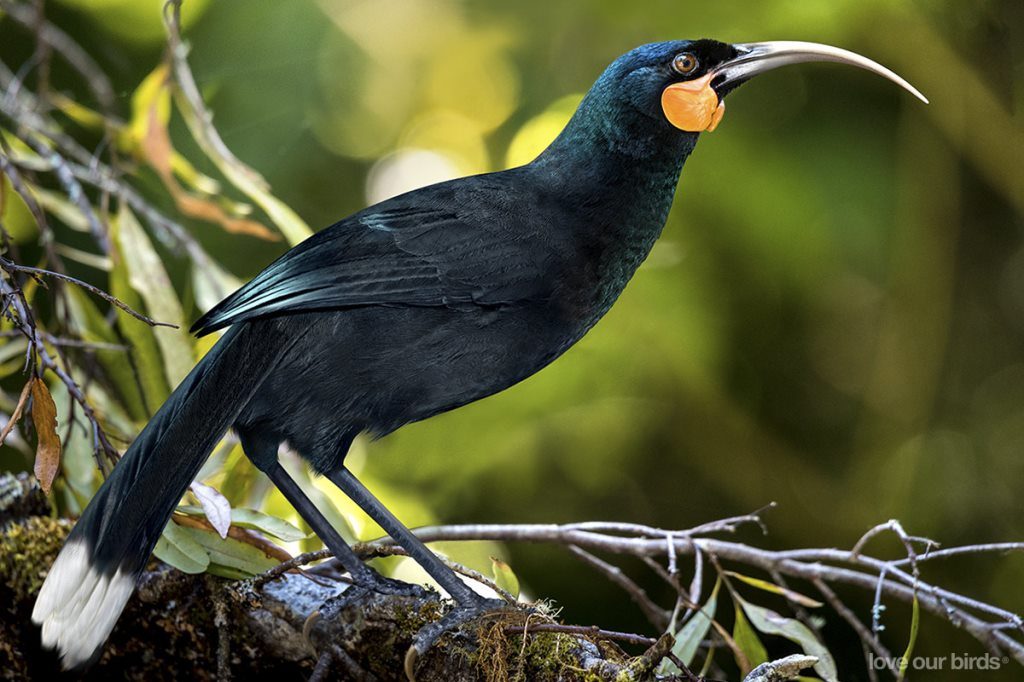 オスとメスでまったく違うクチバシを持つ鳥 フイア 彼らが絶滅に追い込まれた理由とは Nature ニュージーランド