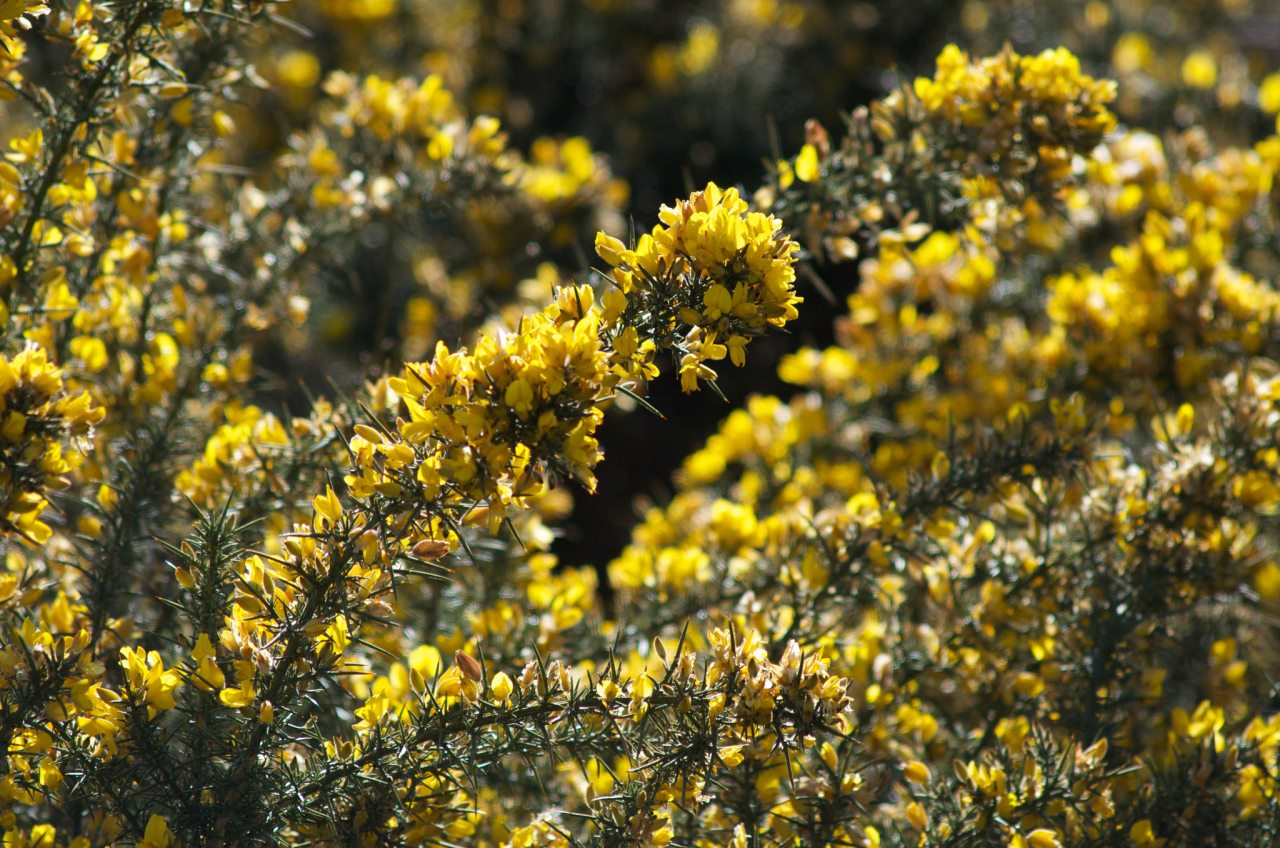 Q A ニュージーランドの野山を覆う黄色い花の名前はなに Nature ニュージーランド